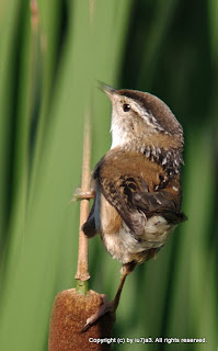 Marsh Wren