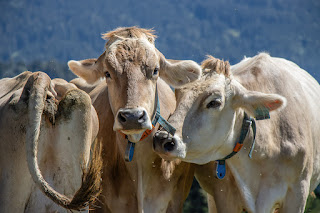 Portraits dreier Kühe auf der Weide.