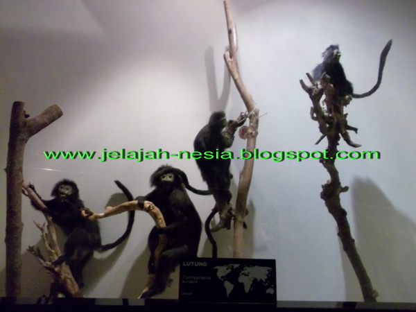 www jelajah nesia blogspot com Kerangka Gajah Purba  Di 