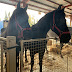 Inaugurada la Feria de Ganado Equino de Puerto Lumbreras