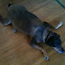 Double Jointed Dog