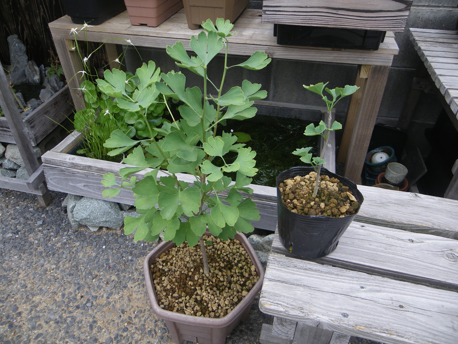 イチョウを鉢植えや盆栽にして育てる メダカの大工