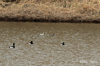 ミコアイサ　≪Smew≫ キンクロハジロ　≪Tufted Duck≫