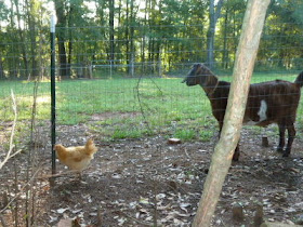 Buff Orpington chicken and Nubian goat