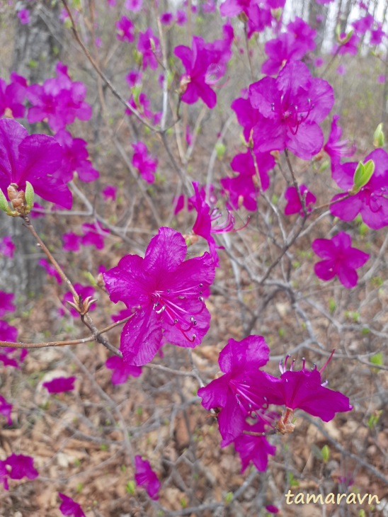 Рододендрон остроконечный (Rhododendron mucronulatum)