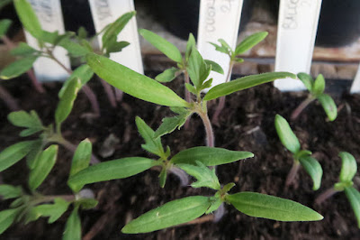 Tomato seedlings ready to pot on