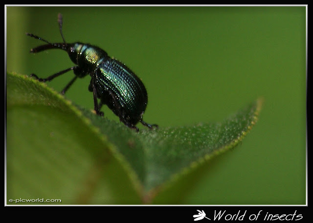 snout beetle picture