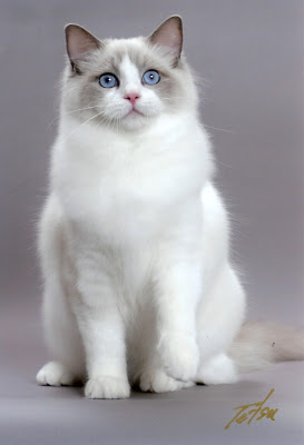 Breeds - Ragdoll Cute Cat Pics