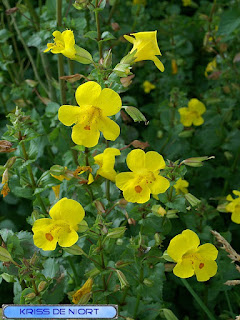 Mimule tacheté - Mimulus guttatus