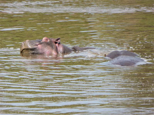 ippopotamo serengeti