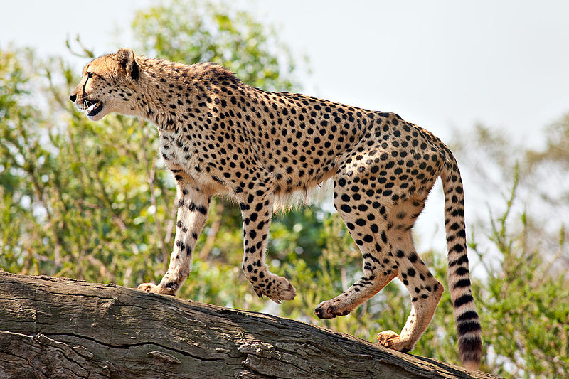  Cheetah  Fauna Gue