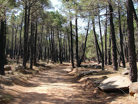 Senderismo - Albarracín - Pinares de Rodeno - Pinturas Rupestres
