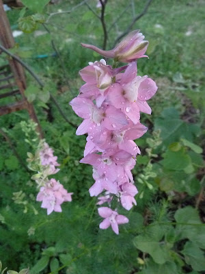 Frida's larkspur a volunteer from my deceased neighbor that comes back each