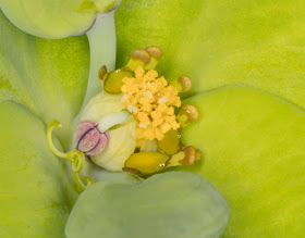 Flower of Caper Spurge, Euphorbia lathyris.