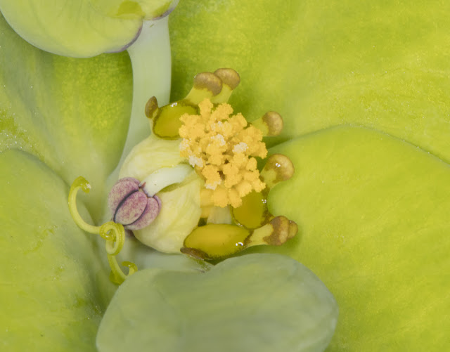 Flower of Caper Spurge, Euphorbia lathyris.