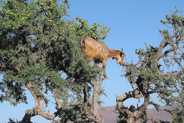 morocco luxury tours goats on trees