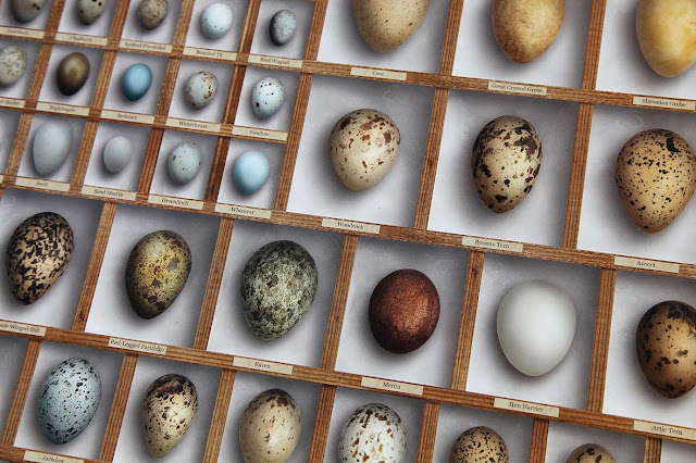 Bird Egg Replicas