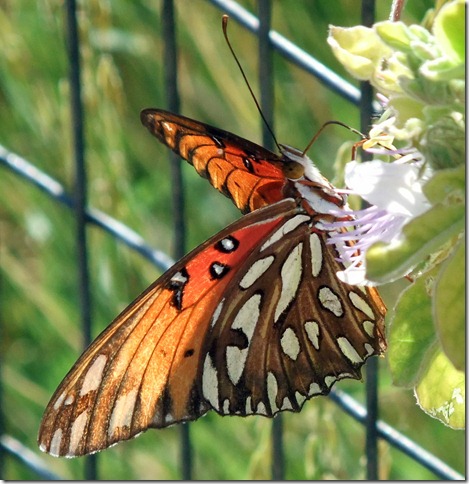 Gulf fritillary 1 9-10-2010 9-07-02 AM 3616x2712