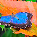Blue Butterfly Wide Wallpaper