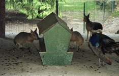 1990.09.03-088.31 mara
