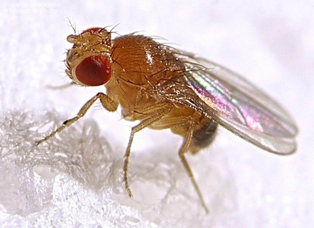 mosca de la fruta 2