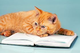 Ginger cat with book and glasses. via Storyblocks.