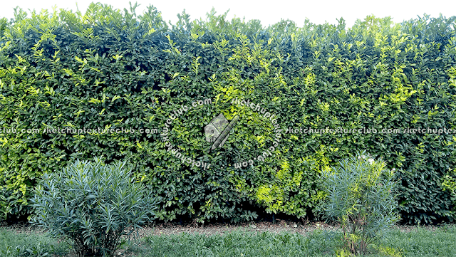 our textures tin survive used amongst whatever rendering engine Extraordinary exclusive novel cut-out hedges textures