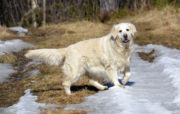 golden retriever