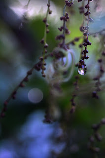 closeup of dew drops on plant stems with bokeh