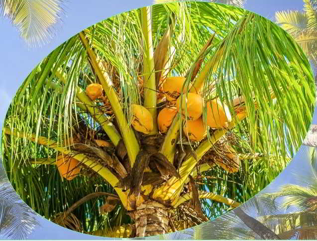 8 manfaat pohon kelapa  di kehidupan sehari hari Infoin Aja