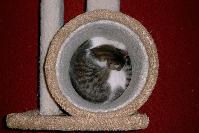 kitten geometry by tizzie from flickr (CC-NC-SA)