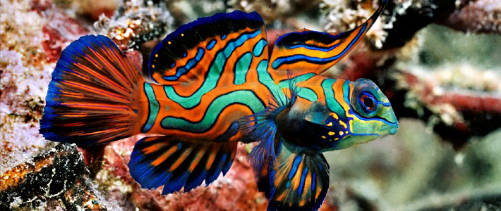 MandarinFish Ikan Paling Eksotis dan Berwarna yang Pernah 