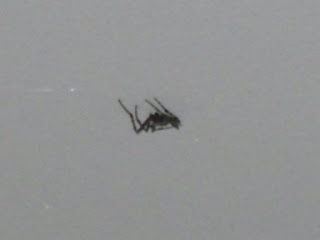 eeeek massive spider