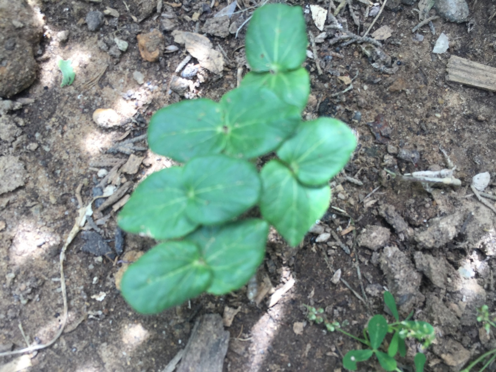 Once your seedlings emerge and begin to show true leaves, you’ll want to thin them down to one per station, ideally before they begin to disturb each other.