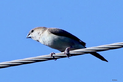 "Indian Silverbill (Euodice malabarica) The resident, common, has a conical silver-grey beak, buff-brown upper body, white underbody, buffy flanks, and dark wings. The tail is black, and the wings are dark, contrasting with the white rump. Perched on a cable"