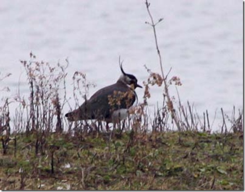 lapwing