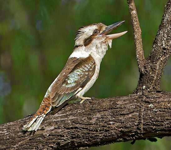 Kekekan suara burung kookaburas yang mantab