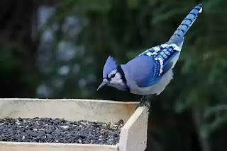 Bluejay bird