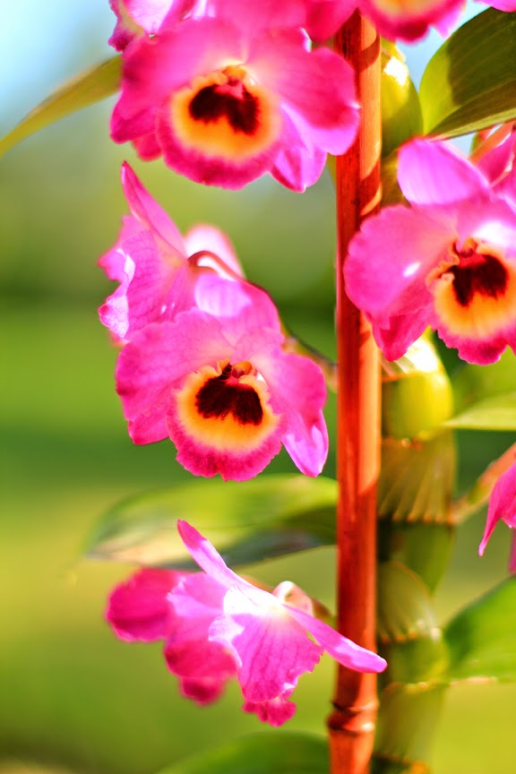 Hot Pink Orchids Flower Photo