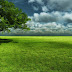 Tree in Green Field with Sky HD Wallpaper