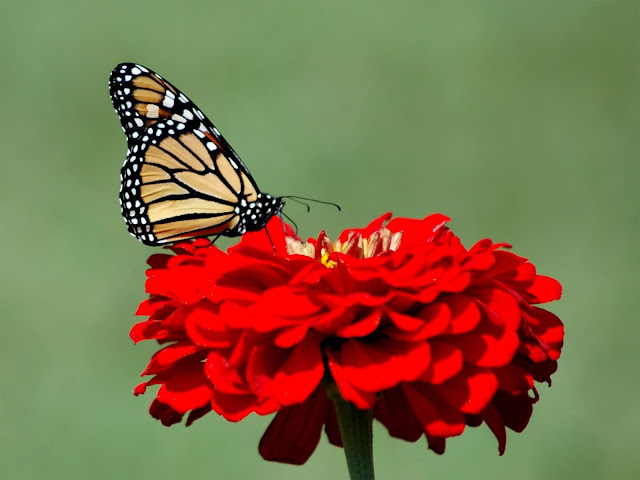 Monarch butterfly photos backgrounds wallpaper
