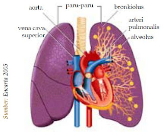 Penyakit, Gangguan dan Kelainan pada Sistem Ekskresi Manusi  Apa yang terjadi ketika organ-organ sistem urin seseorang tidak bekerja dengan baik? Zat-zat sampah yang tidak dikeluarkan akan menumpuk dan menjadi racun di dalam sel-sel tubuh. Selain itu, air juga akan tertimbun dan menyebabkan pembengkakan kaki.   Air ini dapat juga menumpuk di sekitar jantung. Bila terjadi gangguan pengeluaran air bisa terjadi ketidakseimbangan jumlah garam-garam tubuh. Ketidakseimbangan ini ditanggapi tubuhdengan mengembalikan keseimbangannya. Jika masih juga tidak terjadi keseimbangan, ginjal dan organorgan lain bisa rusak. Mengapa demikian?  Terdapat beberapa kelainan/penyakit yang diakibatkan oleh kelainan struktur maupun fungsi sistem ekskresi, antara lain nefrosis, nefritis, sistisis, polisistik, dan gagal ginjal  Nefrosis  Nefrosis adalah kondisi di mana membran glomerulus bocor, meyebabkan sejumlah besar protein keluar dari darah menuju urin. Air dan natrium berakumulasi dalam tubuh menyebabkan edem, khususnya di bagian pergelangan kaki, kaki, perut, dan mata. Nefrosis umumnya terjadi pada anak-anak.  Nefritis glomerulus  Nefritis glomerulus adalah radang membran filtrasi glomerulus di dalam korpuskulum renalis. Penyebab radang secara umum adalah reaksi alergi terhadap racun yang dilepaskan oleh bakteri streptococcus yang menginfeksi bagian tubuh lain, khususnya tenggorokan.   Penyakit ini ditandai dengan kenaikan permeabilitas membran filtrasi dan akumulasi sel-sel darah putih di daerah membran filtrasi. Akibatnya, sejumlah besar protein plasma memasuki urin. Keberadaan protein plasma meningkatkan tekanan osmotik filtrat urin, sehingga volume urin meningkat dan menyebabkan gagal ginjal.  Pielonefritis  Pielonefritis adalah radang seluruh bagian ginjal. Kerusakan ini sering dimulai dengan infeksi bakteri pada pelvis ginjal dan kemudian melebar ke bagian utama ginjal.  Sistisis  Sistisis adalah radang kantung kemih terutama bagian mukosa dan sub mukosa. Sistisis bisa disebabkan oleh infeksi bakteri, zat kimia, atau luka.  Penyakit polisistik  Penyakit ini bisa disebabkan karena kerusakan sistem saluran ginjal yang merusak nefron dan menghasilkan pembesaran seperti kiste (benjolan) sepanjang saluran ini. Kerusakan ginjal ini umumnya bersifat menurun.  Batu ginjal  Batu ginjal merupakan batu yang terbentuk dari asam urat, kalsium, fosfat, asam oksalat dan lain-lain yang terbentuk di dalam ginjal. Terbentuknya batu ginjal bisa disebabkan karena urin terlalu pekat dan kurang minum. Batu ini bisa juga terbentuk di dalam kantung kemih maupun ginjal itu sendiri.  Gagal ginjal  Ginjal bisa kehilangan fungsinya sehingga tidak bisa mengeluarkan zat-zat sisa metabolisme dari dalam tubuh, bahkan zat-zat yang masih bisa dipergunakan tubuh seperti glukosa dan protein bisa ikut keluar tubuh. Gejala ini disebut gagal ginjal.   Kelainan ini bisa disebabkan karena kondisi yang mengganggu fungsi ginjal. Gagal ginjal yang akut menyebabkan penumpukan urea di dalam darah dan asidosis (darah bersifat lebih asam). Kerusakan ginjal ini bisa disebabkan oleh nefritis glomerulus yang parah, atau bisa juga disebabkan oleh penyumbatan saluran ginjal.  Racun tertentu yang dihasilkan dari proses industri menyebabkan nekrosis (kerusakan sel) epitel nefron. Gagal ginjal yang parah disebabkan oleh kerusakan yang permanen pada banyak nefron, sehingga nefron-nefron tersebut tidak berfungsi.   Kerusakan ini ditandai dengan ketidakmampuan ginjal untuk mengeluarkan hasil ekskresi, retensi, pembengkakan karena akumulasi cairan tubuh, kenaikan kandungan kalium, asidosis, keracunan zat sampah, dan berakhir pada kematian.  Orang yang menderita kerusakan ginjal secara serius masih bisa menyaring darahnya dengan ginjal buatan. Proses ini disebut cuci darah atau dialisis. Dalam dialisis darah dipompa ke dalam saluran yang mengandung larutan garam yang mirip dengan plasma darah.   Zat sampah berdifusi dari saluran yang mengandung darah dan dibersihkan oleh larutan garam. Darah bersih yang tertinggal dikembalikan ke dalam vena. Seseorang yang hanya mempunyai satu ginjal masih bisa menggunakan ginjal tersebut secara normal. Satu ginjal yang sehat dapat mengerjakan pekerjaan dua ginjal.  Bagaimana cara memelihara agar ginjal kita tetap sehat?  Minumlah banyak air putih. Dengan meminum banyak air, urin menjadi encer sehingga mempermudah kerja ginjal untuk pengeluaran zat yang tidak dipergunakan tubuh. Encernya urin juga memperkecil terbentuknya batu ginjal dan timbulnya infeksi.