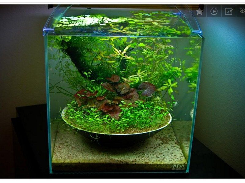 Cara Desain Hiasan Aquarium Untuk Ikan Koki  yang Baik dan 