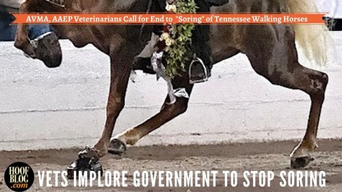 AVMA, AAEP Call for Tennessee Walking Horse Soring to End