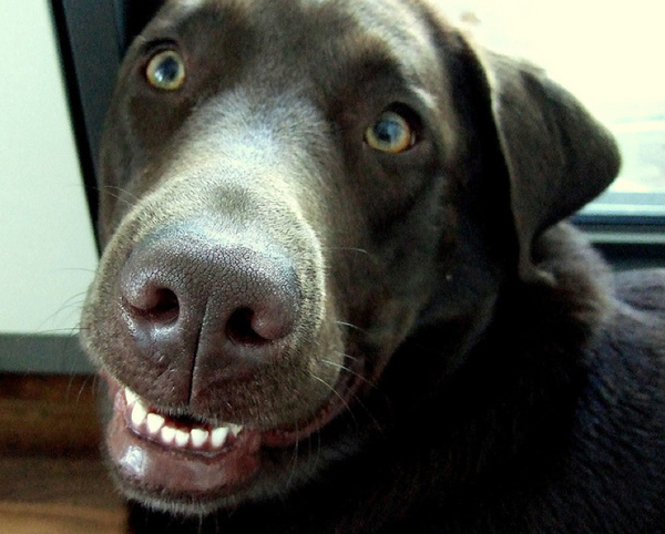 26 pictures of awkward dog smiles