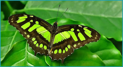 तितलियों के बारे में रोचक बातें हिंदी में - Butterfly Information In Hindi 