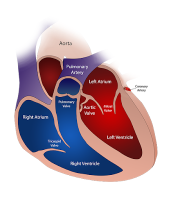 mitral valve stenosis