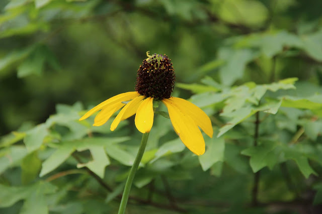 Giant Coneflower