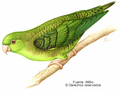 Catita barrada Bolborhynchus lineola