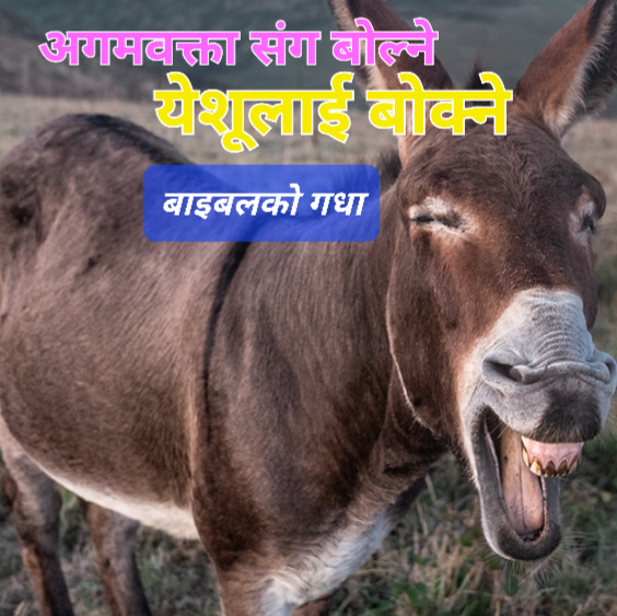 खाल्डो मा खसेको गधा (A Donkey Fallen into a Pit)